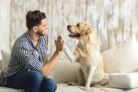 Canva - happy guy sitting on a sofa and looking at dog