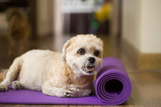 Canva - Dog on yoga mat