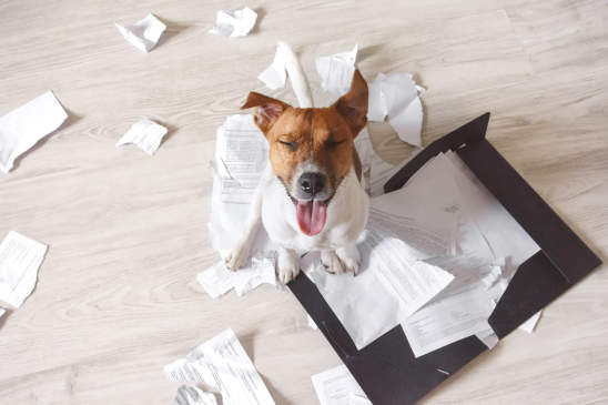Canva - Bad dog sitting on the torn pieces of documents