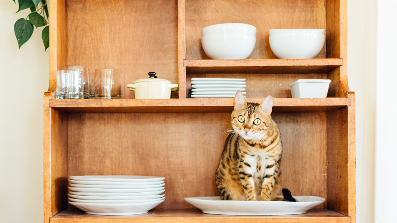 11 Human Foods That Are Toxic To Cats