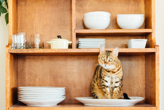 11 Human Foods That Are Toxic To Cats