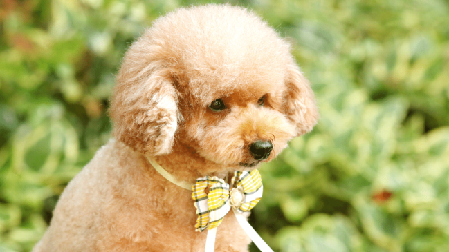 best lap dog - toy poodle