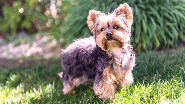 best lap dogs - yorkshire terrier