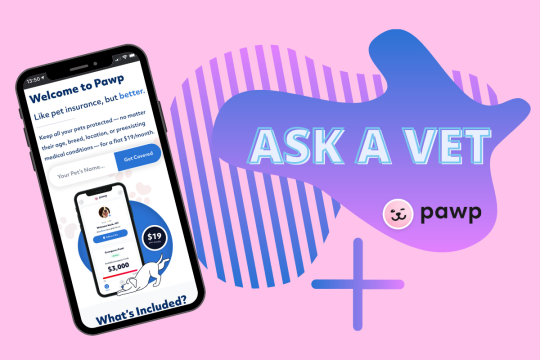 Ask A Vet: Pawp Online Vets Talk Adopting Younger Pets & Potty Training
