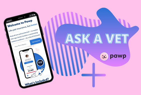 Ask A Vet: Pawp Online Vets Talk Adopting Younger Pets & Potty Training