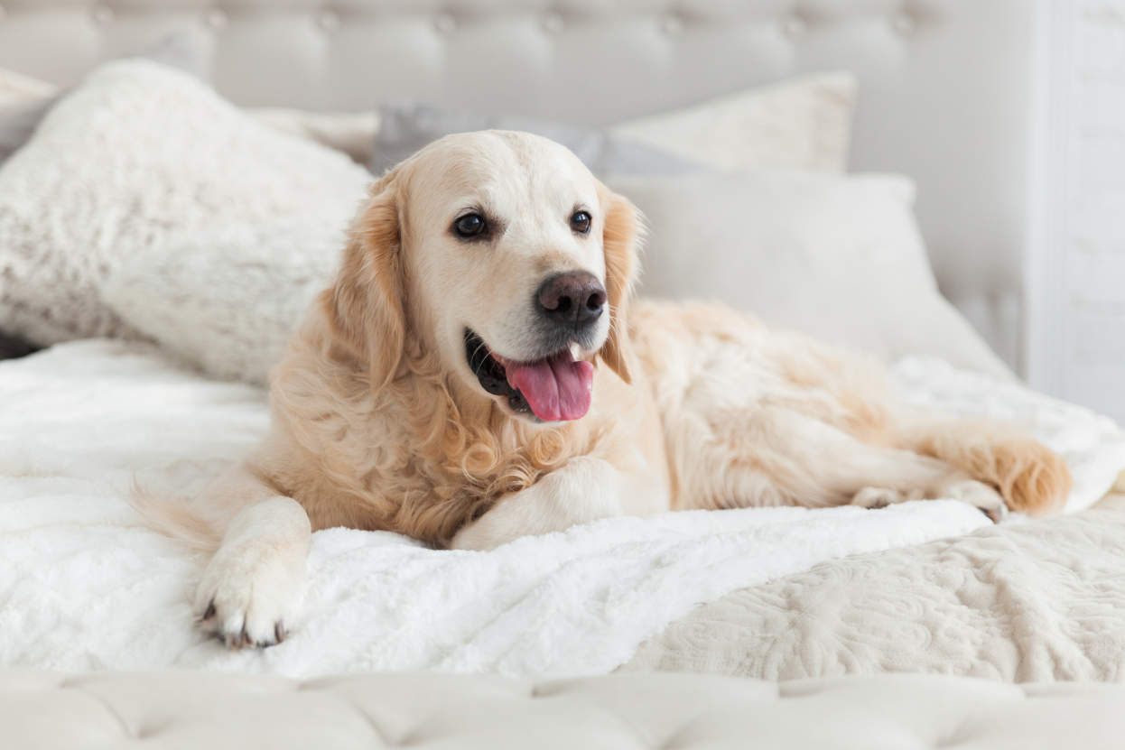What To Look For In Pet Boarding Services