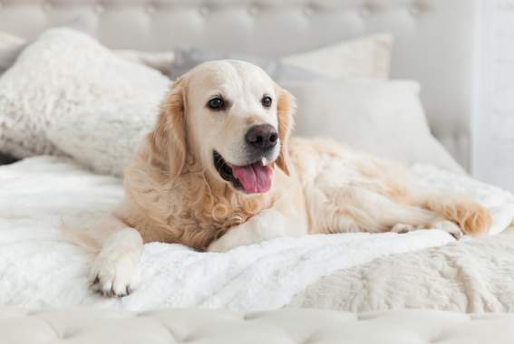 What To Look For In Pet Boarding Services