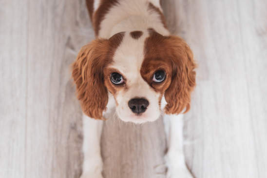 Canva - White and Red Cavalier King Charles Spaniel Puppy Close-up Photo