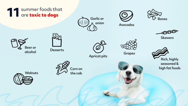 Summer Toxic foods for Dogs - pawp BLOG