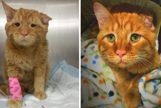 15 Before & After Adoption Photos Prove Love Can Transform A Cat