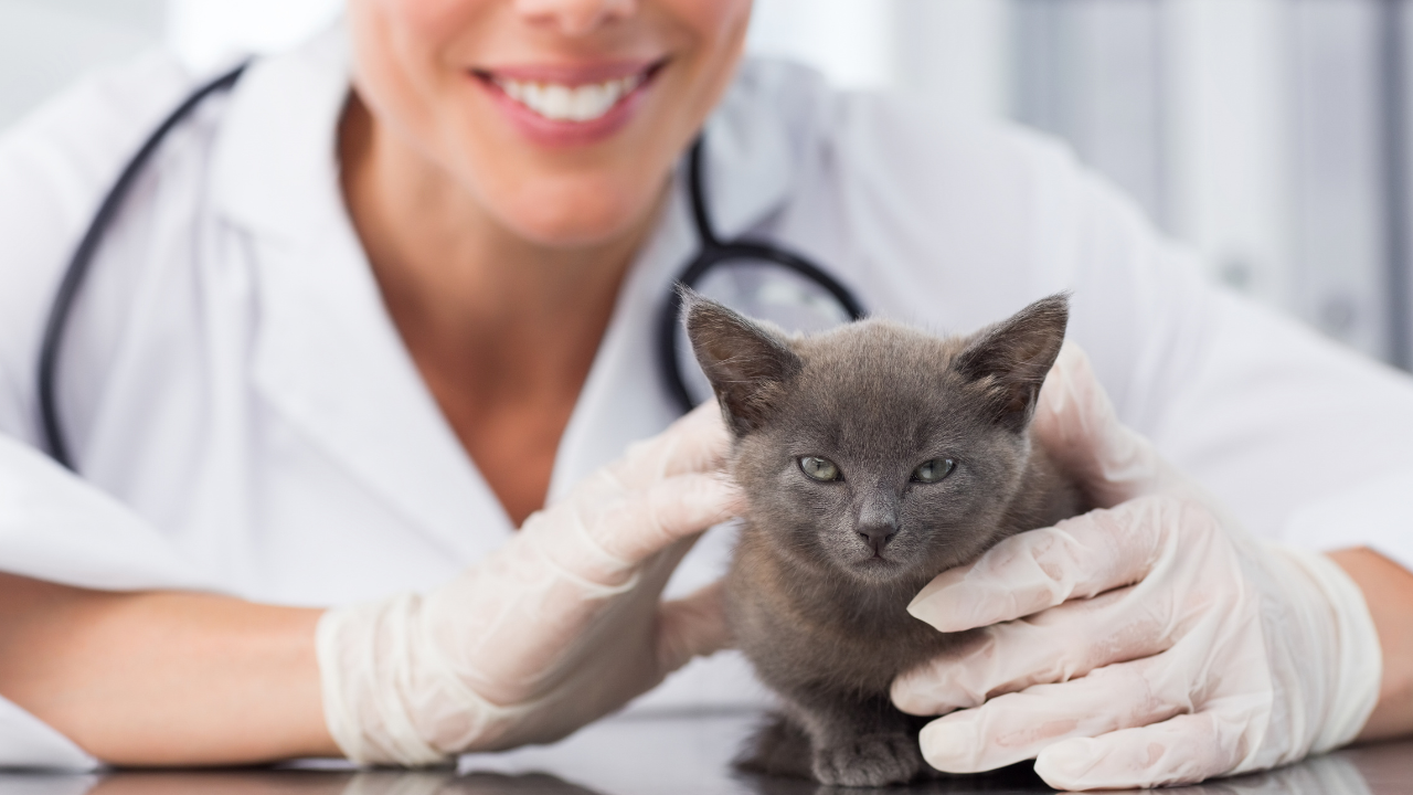 An Intro To Vaccines For Your Kitten Or Cat