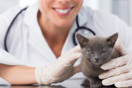 An Intro To Vaccines For Your Kitten Or Cat