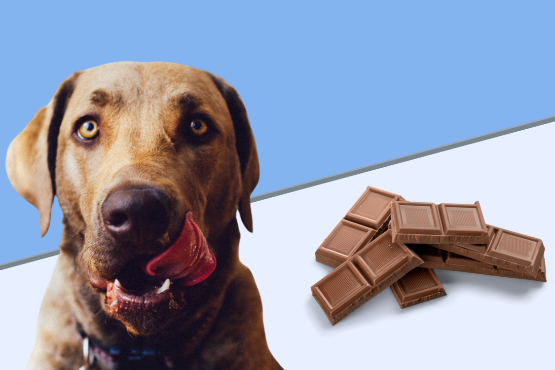 Dog Ate Chocolate? What To Do If Your Dog Ate Chocolate & When To Worry