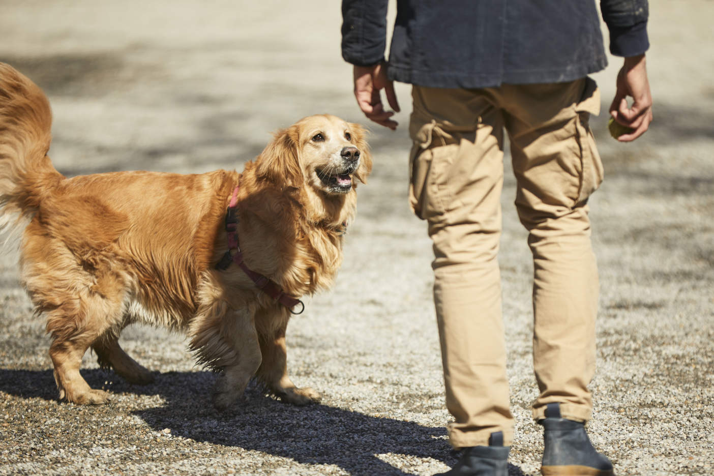 5 Things Your Dog Trainer Wishes You Knew