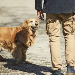 5 Things Your Dog Trainer Wishes You Knew