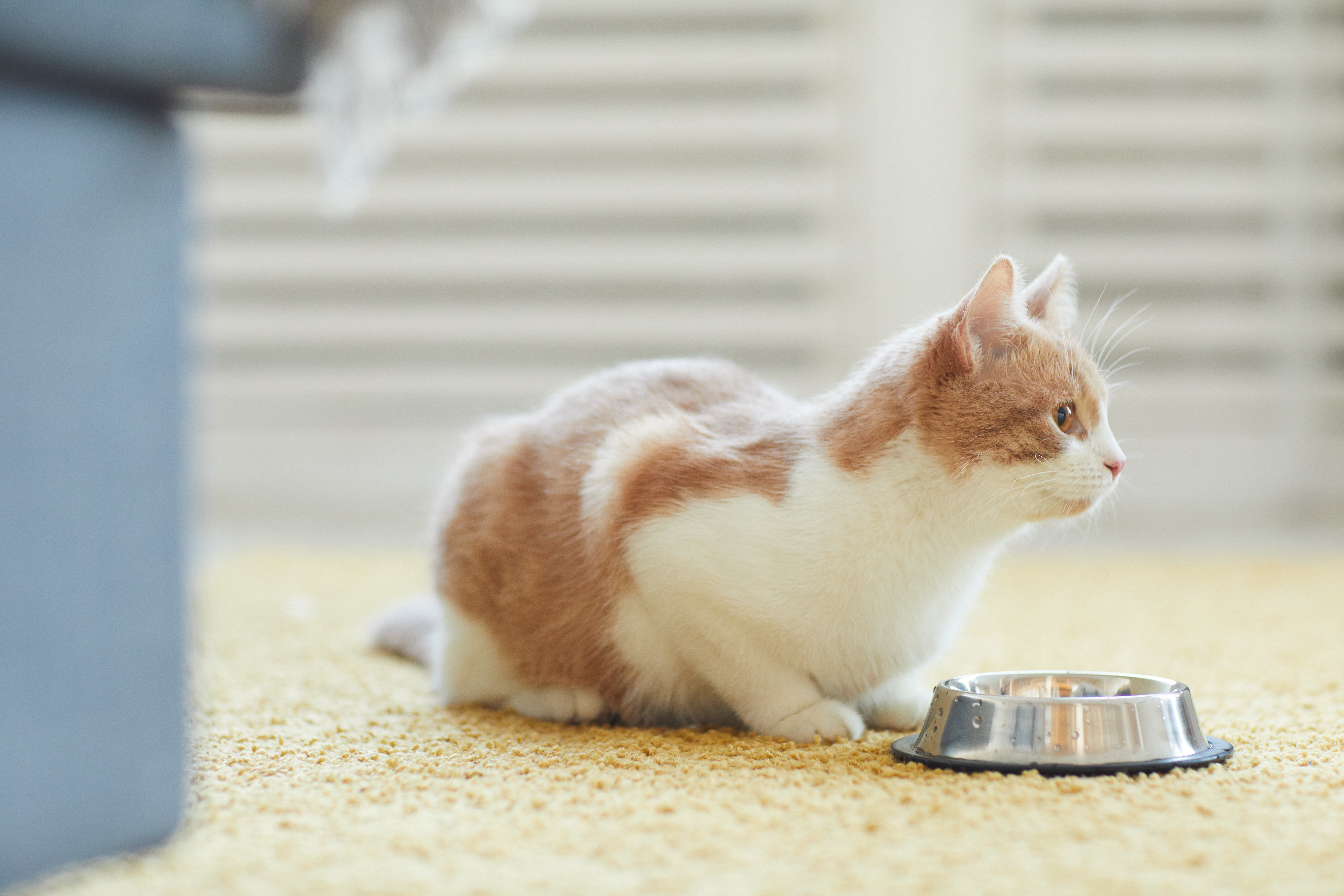 What to do when your cat is not clearance eating