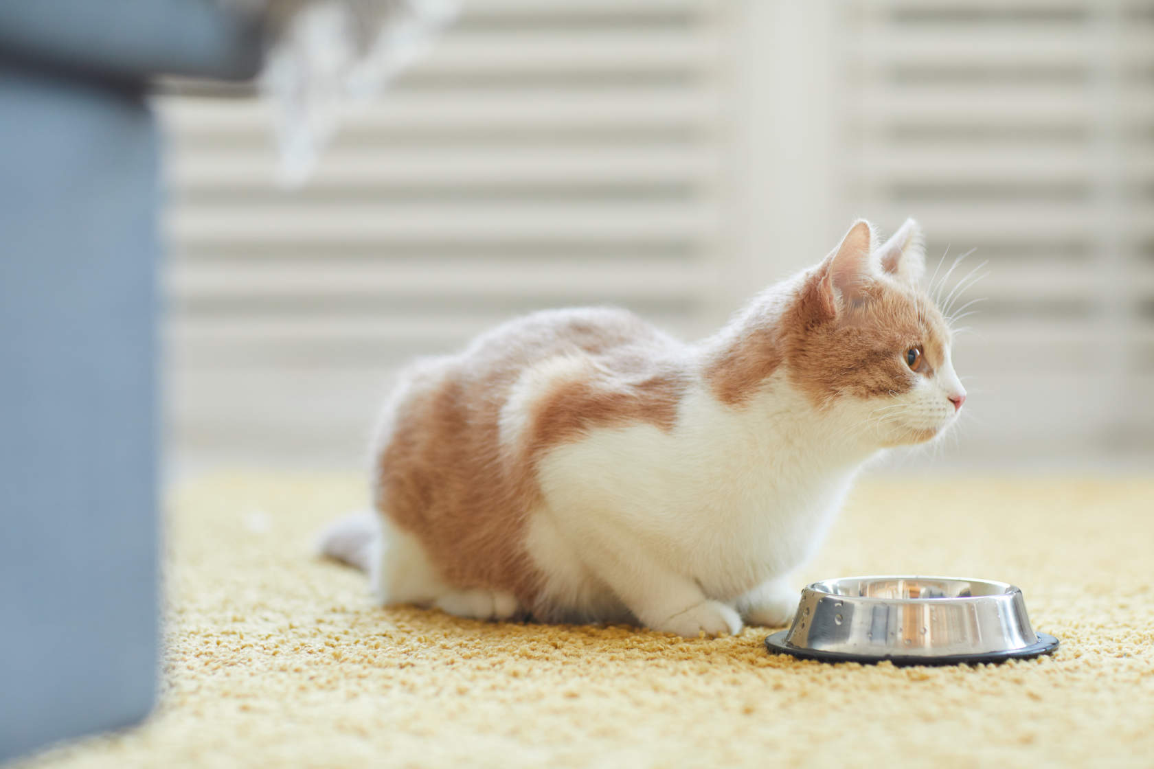 Cat Not Eating? Why Your Cat Is Refusing To Eat & How You Can Help