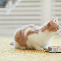 Cat Not Eating? Why Your Cat Is Refusing To Eat & How You Can Help