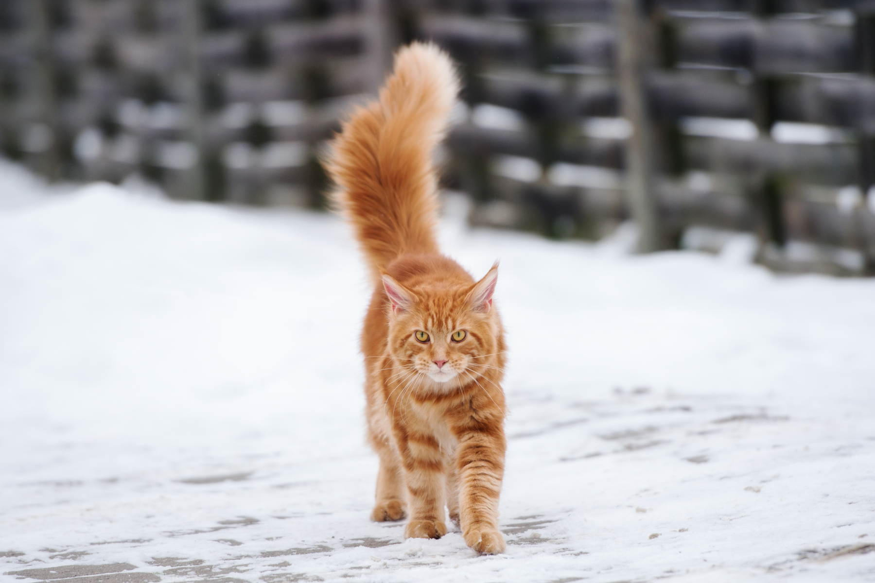 How To Keep Outdoor Cats Safe During Winter   How To Keep Outdoor Cats Safer During Winter 