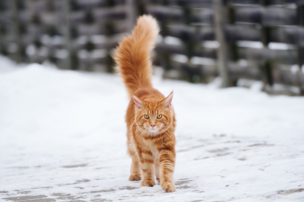 How To Keep Outdoor Cats Safe During Winter
