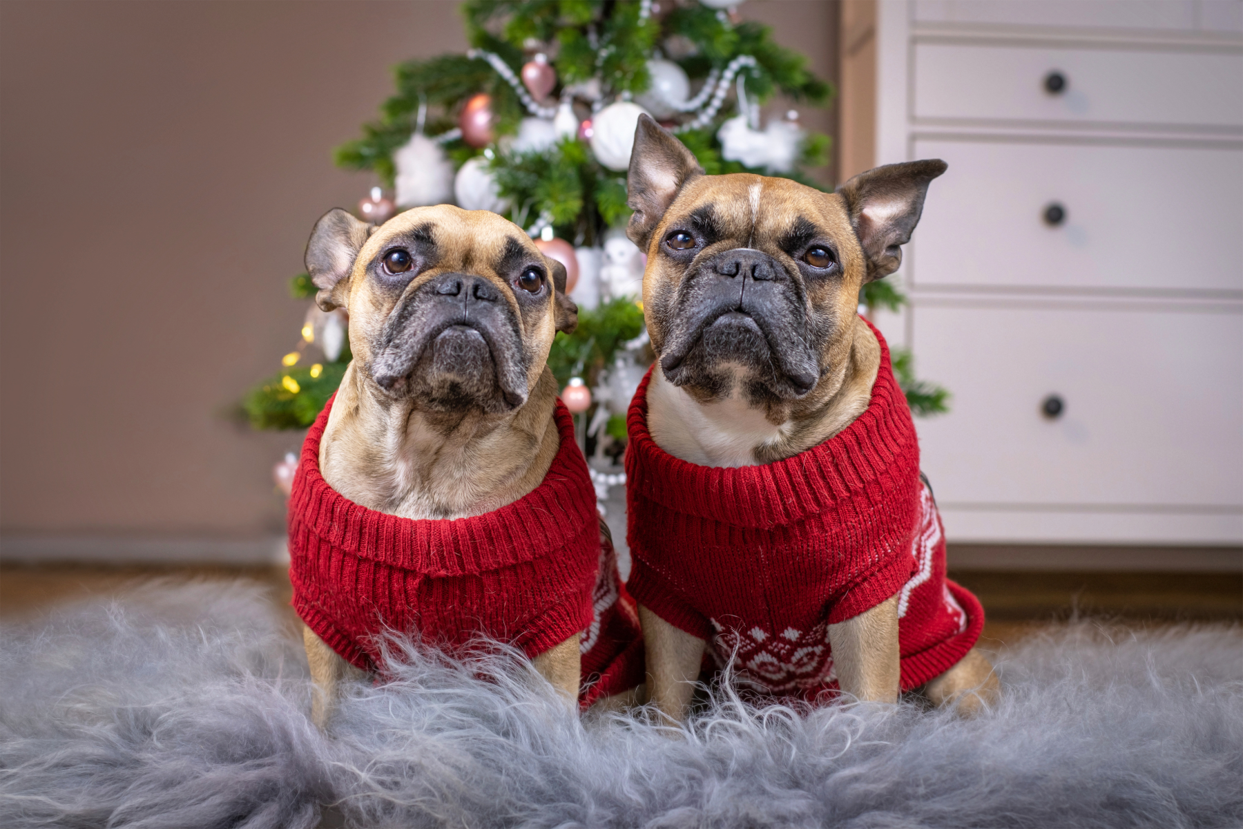 Dog & Owner Ugly Xmas Sweaters