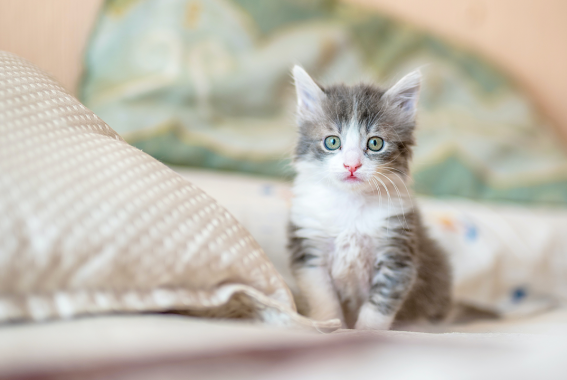 New Kitten Checklist: Essential Items For First Time Kitten Owners