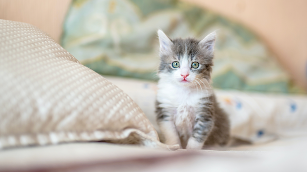 New Kitten Checklist: Essential Items For First Time Kitten Owners