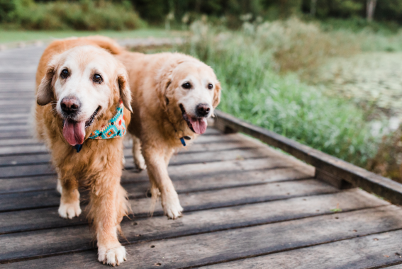 The Ultimate Senior Pet Care Guide