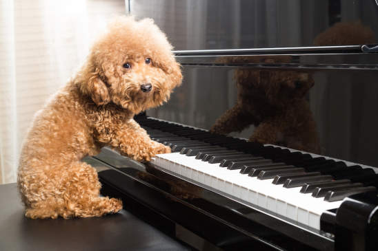 Canva - Concept of cute poodle dog preparing to play grand piano