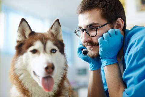 Canva - Dog and his doc