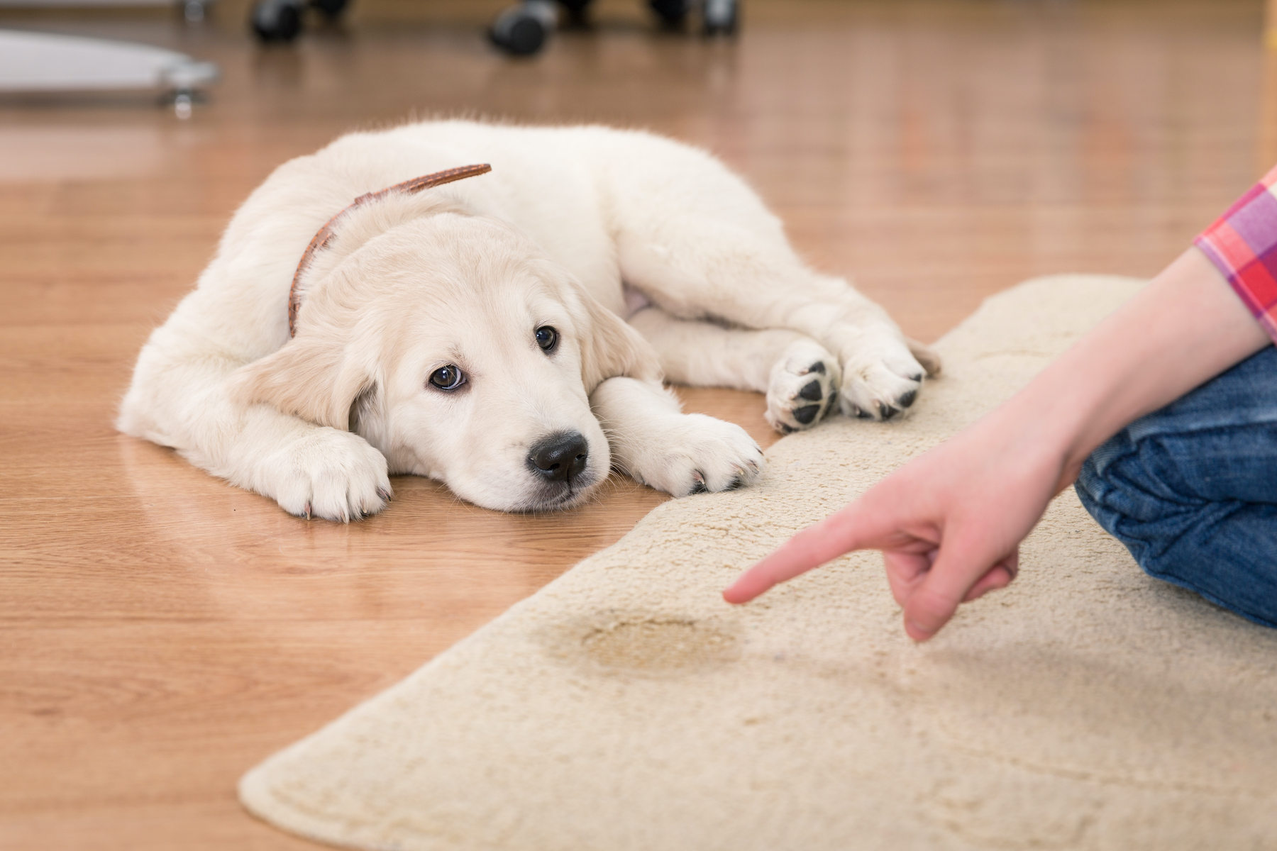 Do Dogs Feel Guilt?