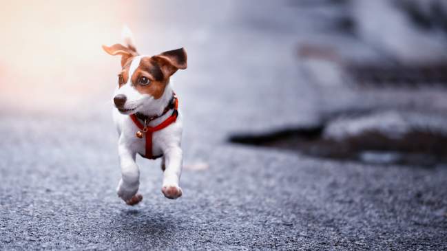 Small dog breeds good for running