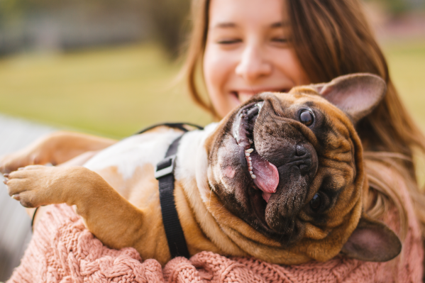 Common French Bulldog Health Issues To Look Out For