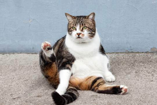 Is Your Cat Fat? 3 Ways To Keep The Pounds Off