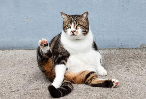 Is Your Cat Fat? 3 Ways To Keep The Pounds Off
