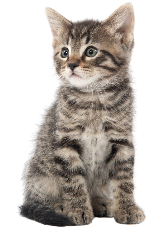Tabby kitten