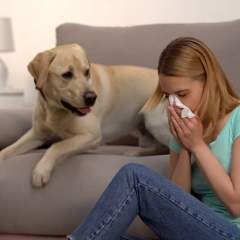 Are Hypoallergenic Dogs Real? How To Choose The Right Pet For Your Allergies