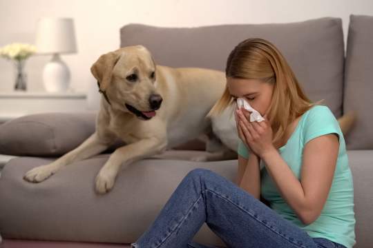 Are Hypoallergenic Dogs Real? How To Choose The Right Pet For Your Allergies