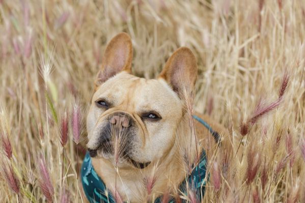 Foxtails And Dogs: Why Are Foxtails Dangerous To Dogs?