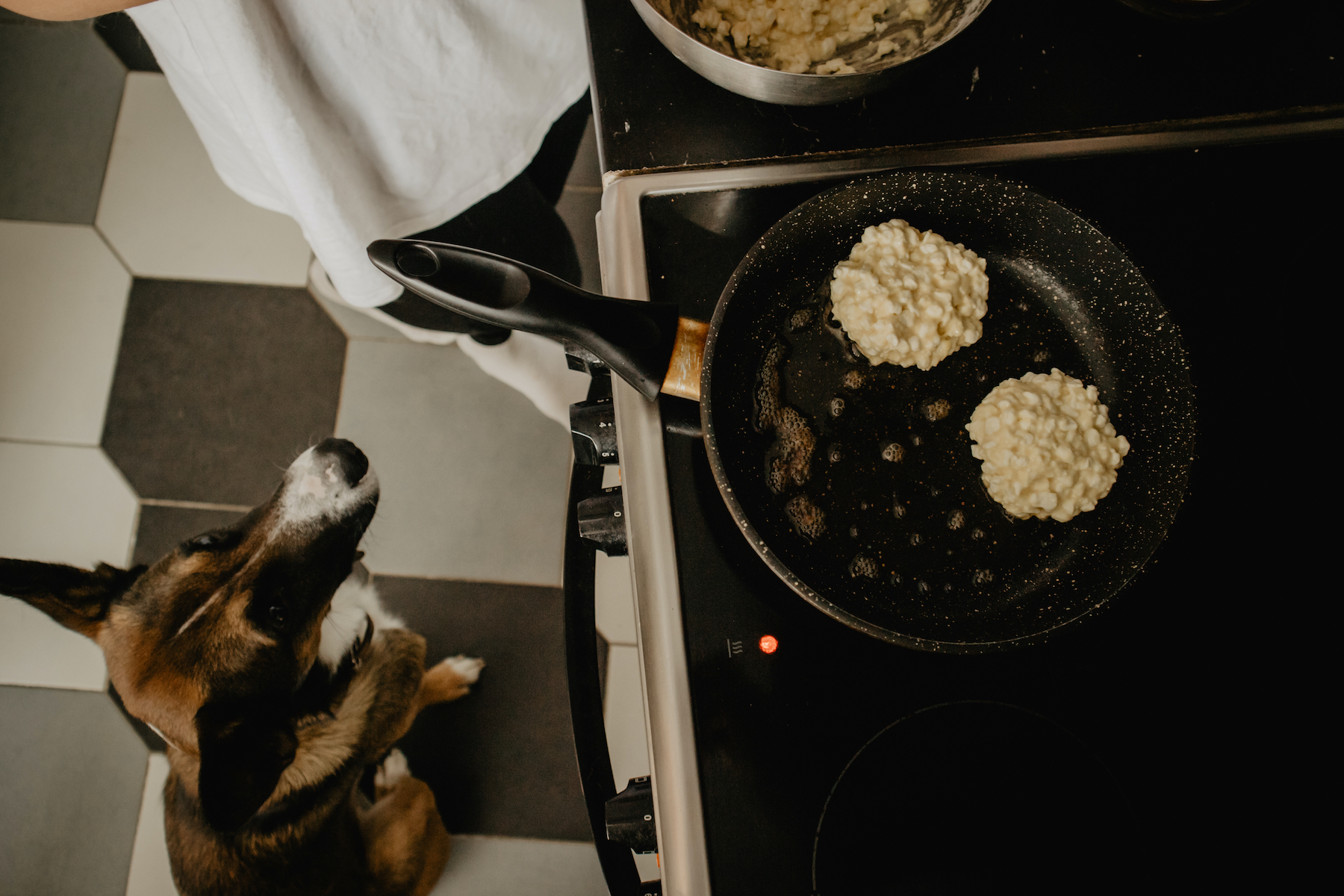 How To Make Healthy Dog Food At Home With Simple, Tasty Recipes