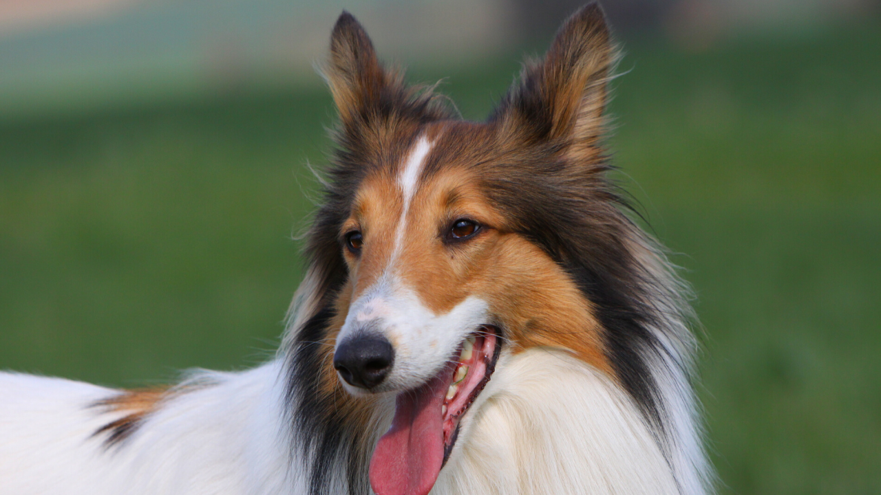 The 17 Best Dog Breeds For Cats