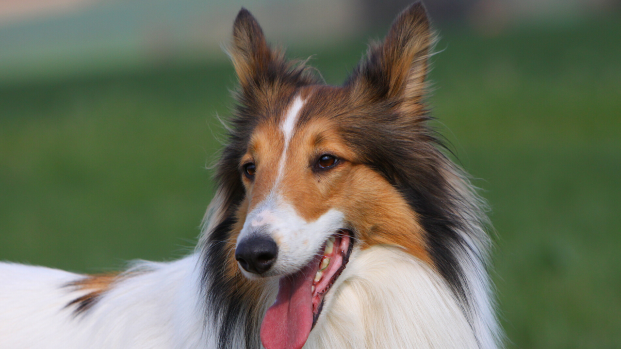 collie - best dog breed for cats - Pawp