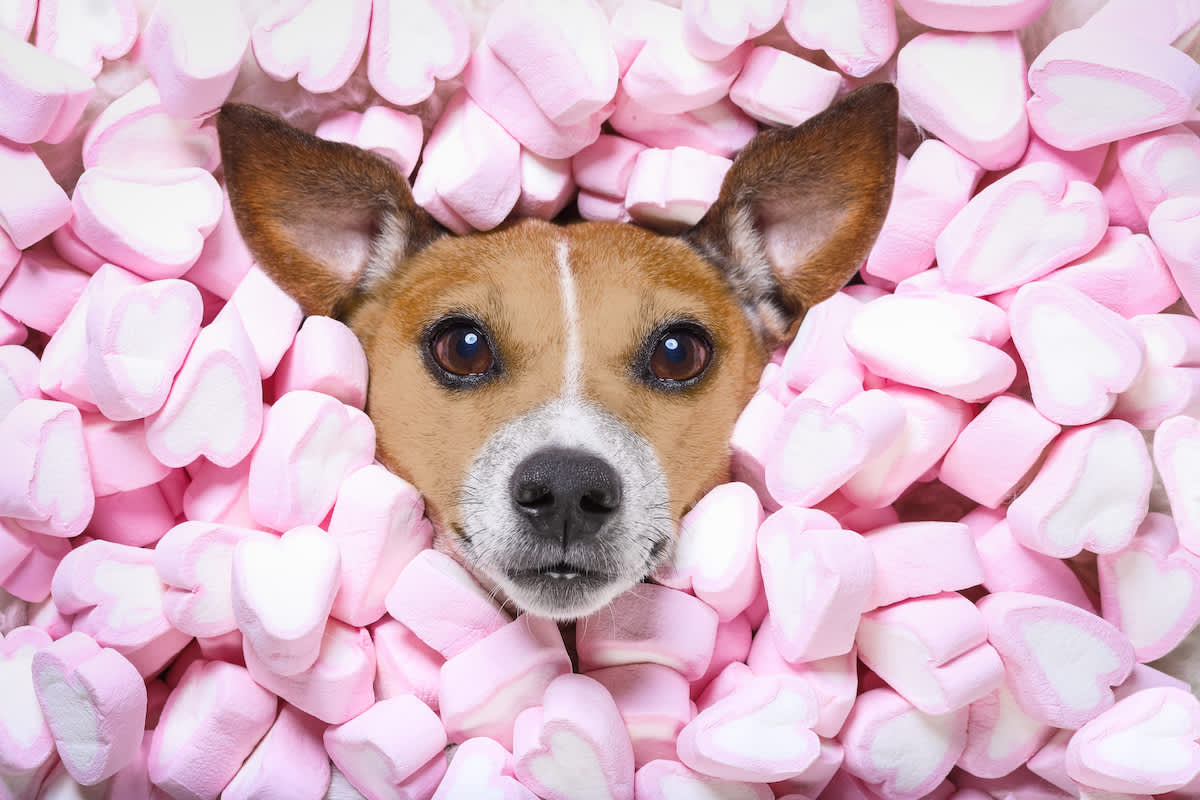 Canva - Dog Love Valentines