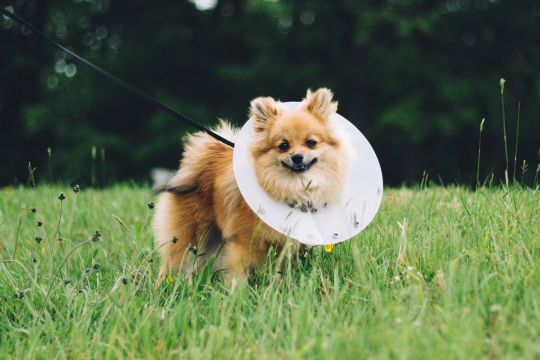 My Dog Is Having An Allergic Reaction: What To Do Next 