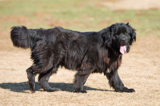 Canva - Newfoundland dog