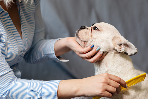 NexGard For Dogs What Is It How To Get An Online Prescription