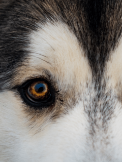 Dog Eye Infections: Why Your Dog Has An Eye Infection & How To Help