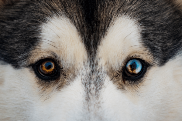 Dog Eye Infections: Why Your Dog Has An Eye Infection & How To Help