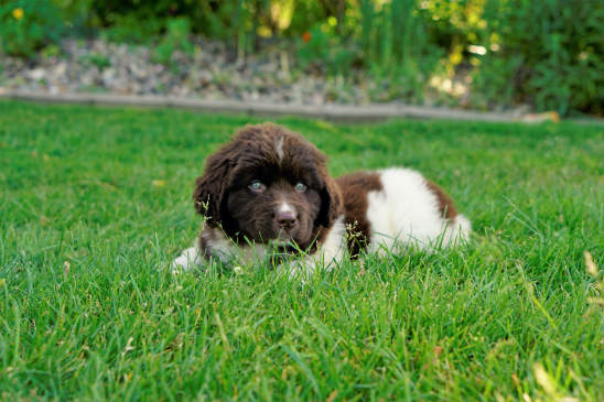 Canva - Newfoundland - Newfie Puppy