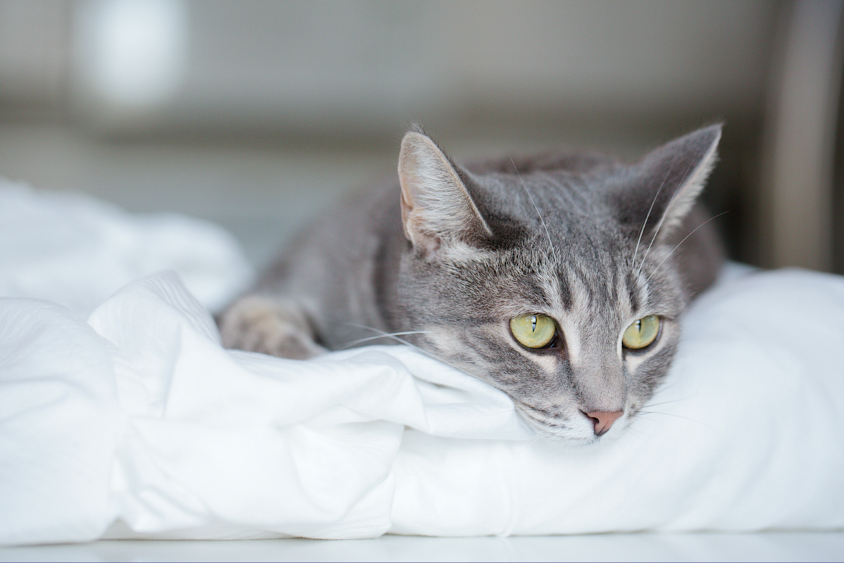 Hyperthyroidism In Cats Signs Symptoms Treatment hyperthyroidism-in-cats-signs-symptoms-treatment